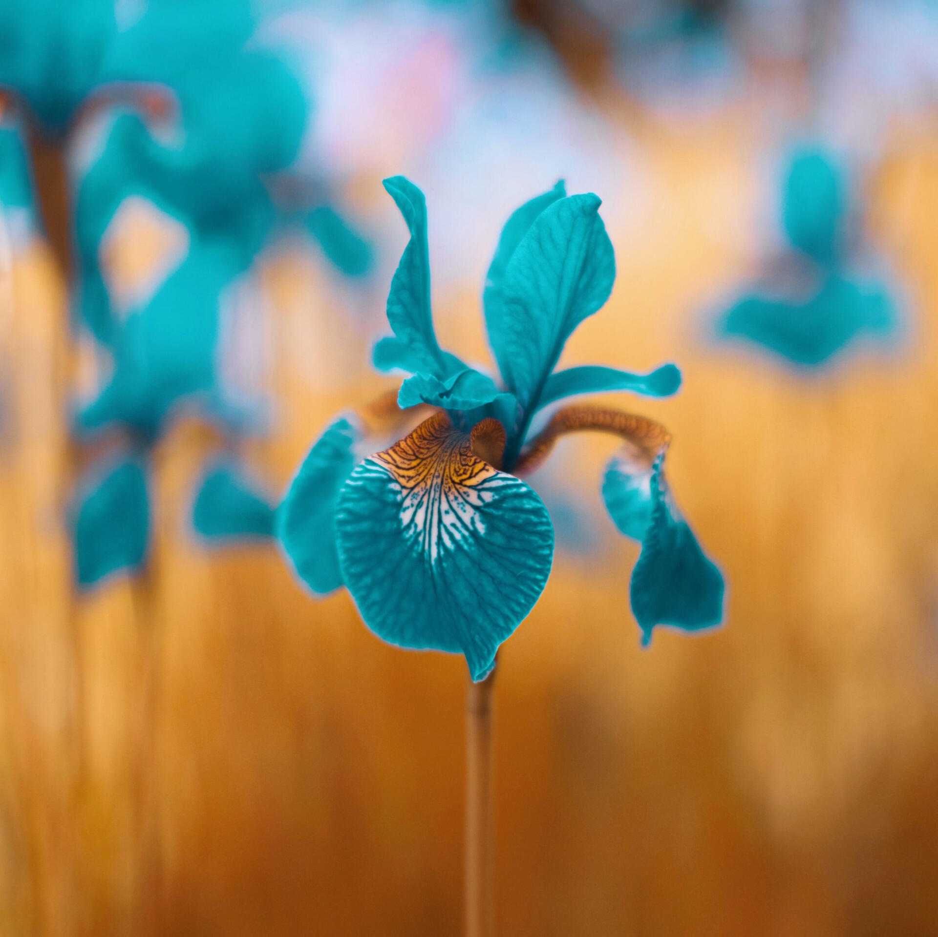 Beautiful flowering teal orchid.