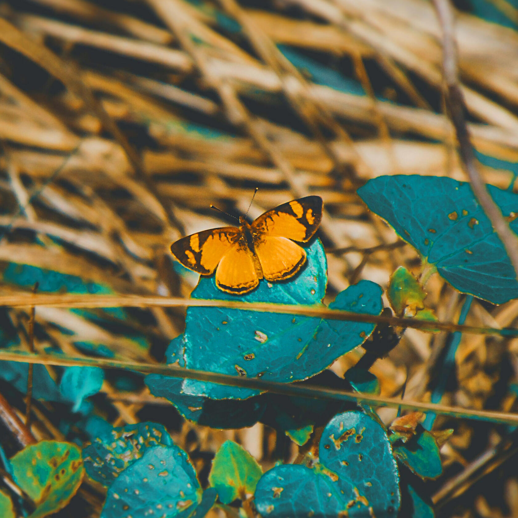 Orange butterfly resting on a leaf among chaos.